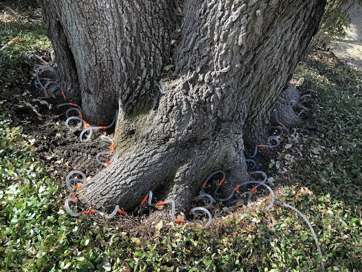 Detailed Tree Cabling and Bracing job site in Colmesneil